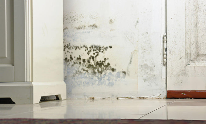 The Role of Dehumidifiers in Mold Prevention and Property Protection