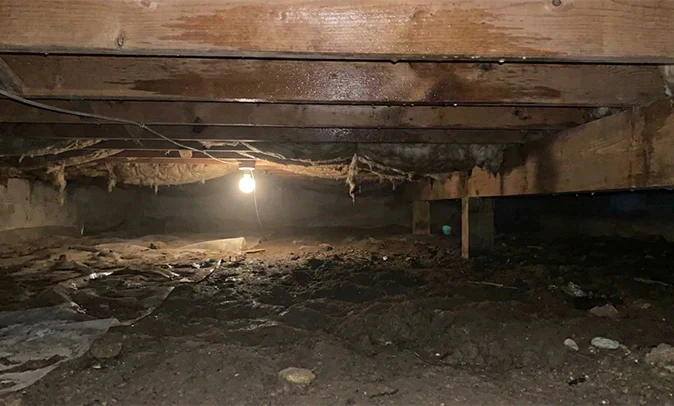 At What Humidity Does Mold Grow in Crawl Space?