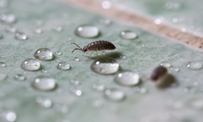 How a Dehumidifier for Springtails Resolves and Prevents Infestations