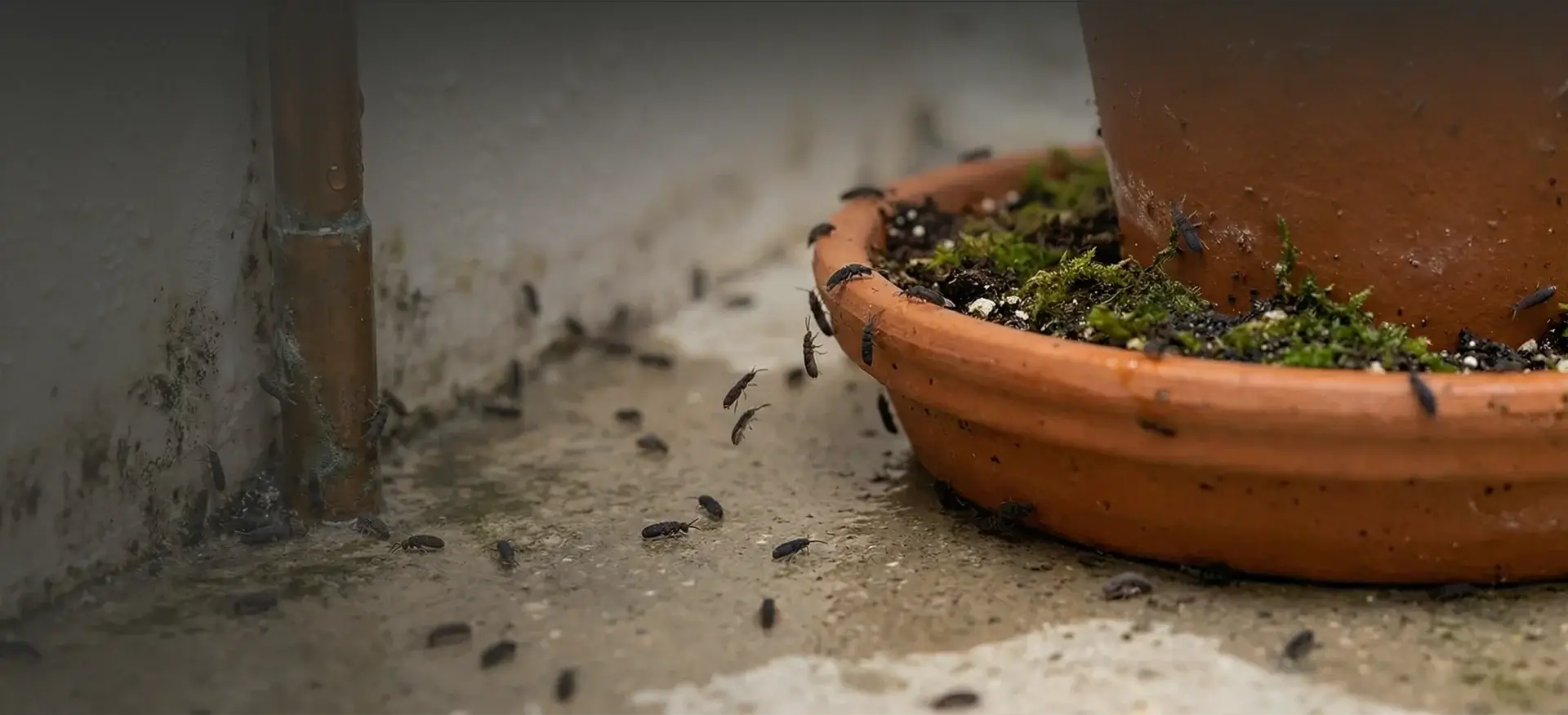 Dehumidifier for Springtails: Why They Appear and How to Stop Them