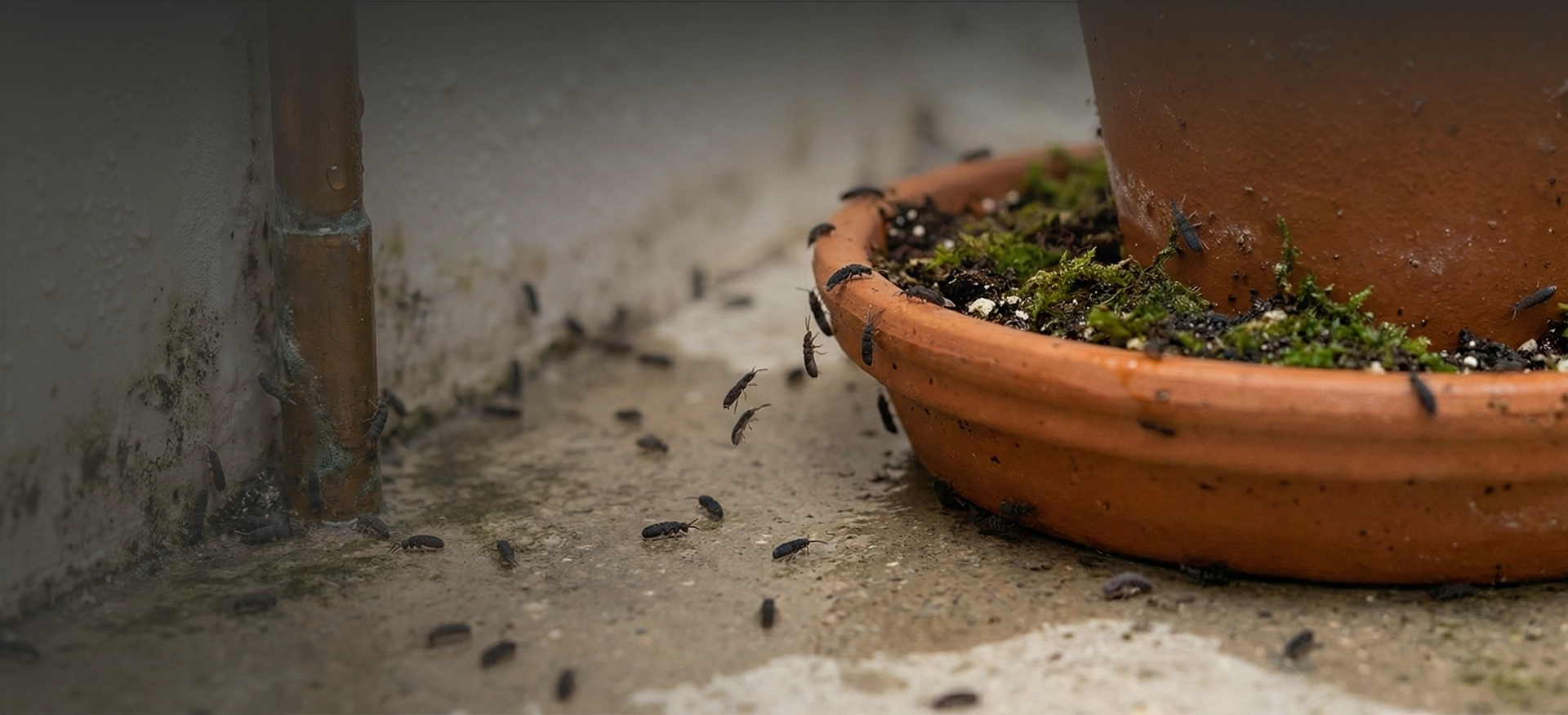 Dehumidifier for Springtails:Why They Appear and How to Stop Them