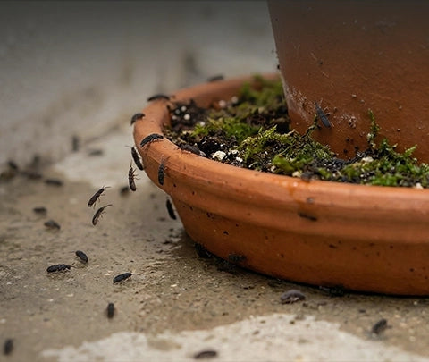 Dehumidifier for Springtails